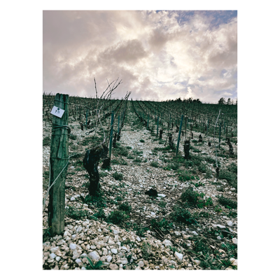 2021 Chablis: More than it is chalked up to be for a few hardworking vignerons 