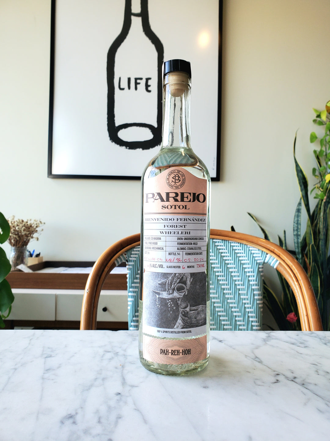 Parejo Sotol Bienvenido Wheeleri, Mexico